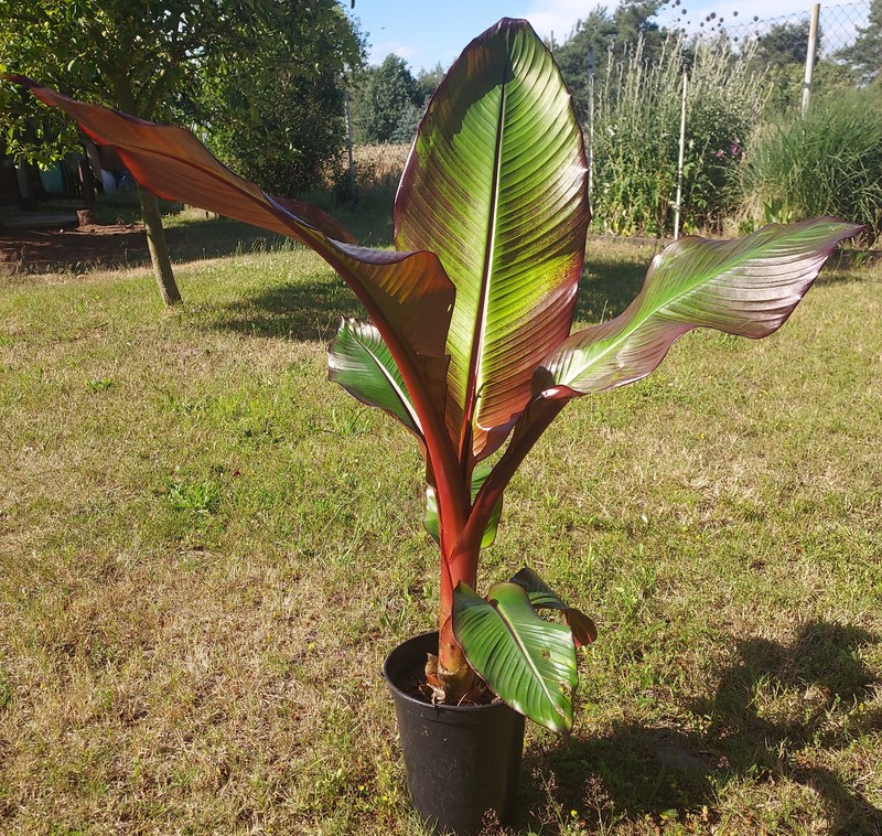 Ensete ventricosum Maurelii - Rote Abyssinische Banane, 45-50 cm