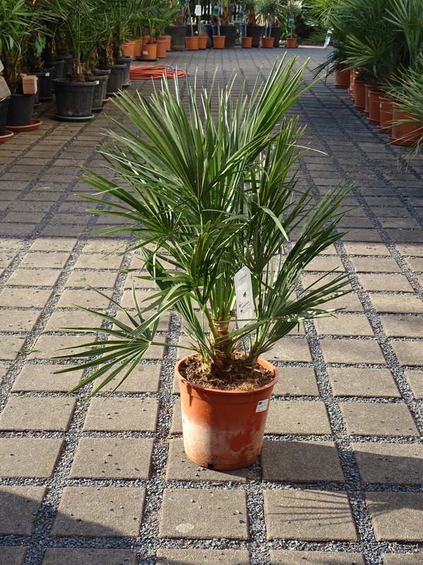Chamaerops Humilis, winterhart bis -15°C, 100-110/15 cm