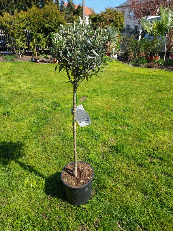 Olea europaea, Olivenbaum 120 cm / 70 cm Stamm