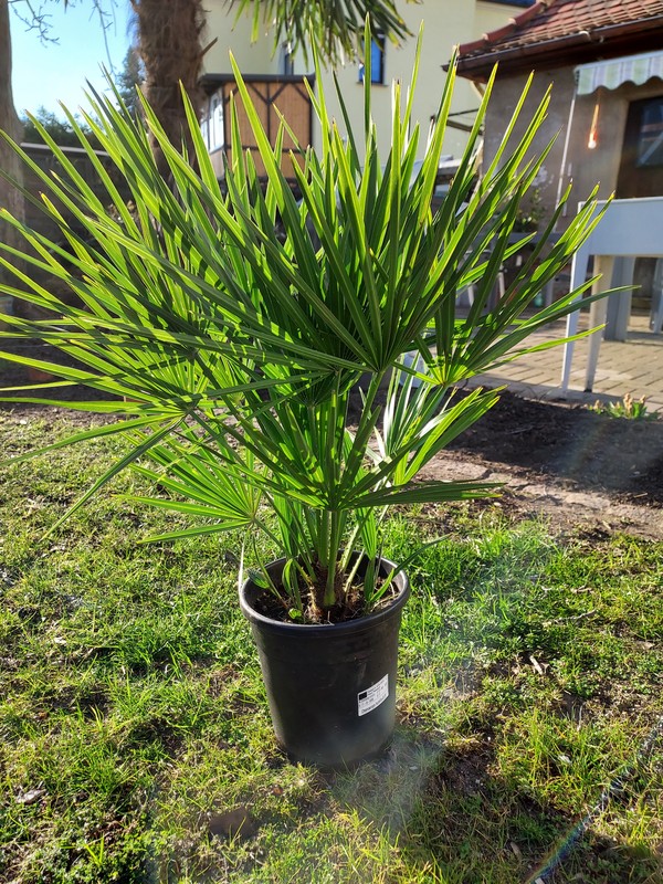 Chamaerops Humilis, winterhart bis -15°C, 70-90 cm
