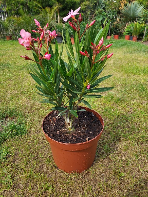 Oleander rosa, Nerium Oleander, ca.  50 cm