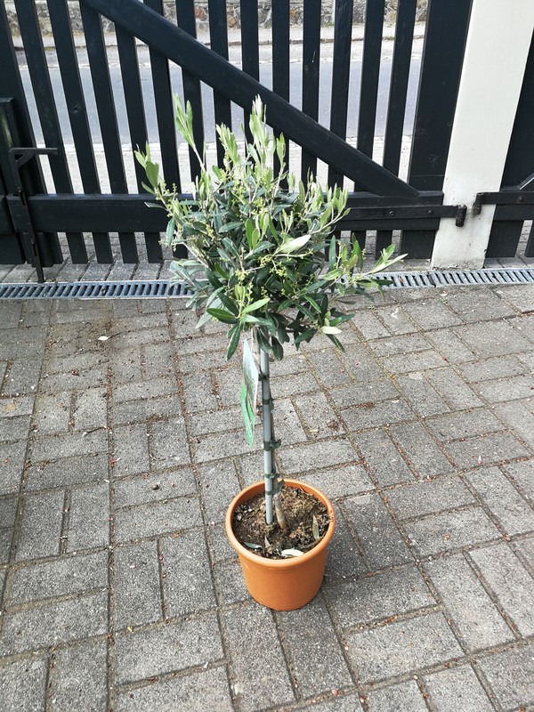 Olea europaea, Olivenbaum 100 cm / 50 cm Stamm