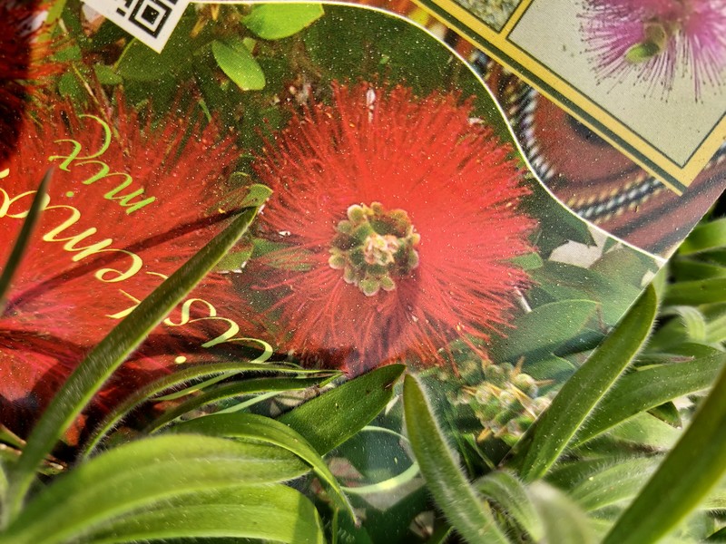Zylinderputzer, Callistemon leavis, "Captain Cook"