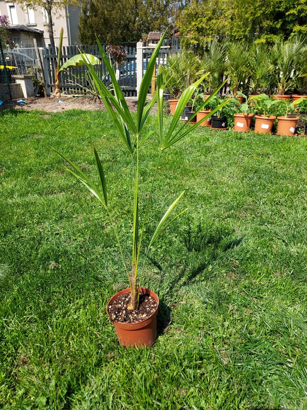 Trachycarpus Fortunei, Hanfpalme, winterhart bis -17°C, Jungpflanze um 50 cm