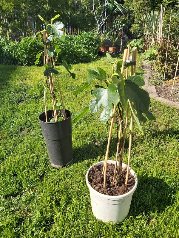 Ficus carica "Brown Turkey", 80-100 cm