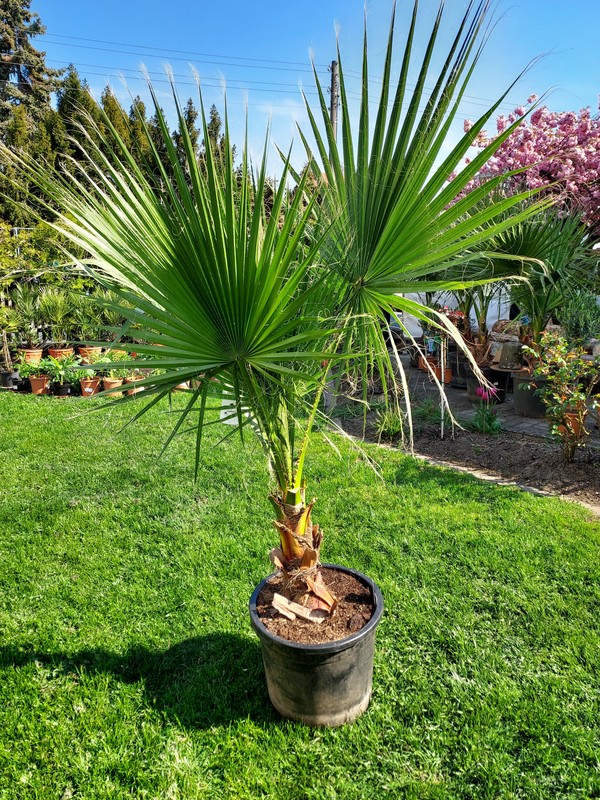 Washingtonia Robusta, Petticoatpalme, 200+/40 cm Stamm