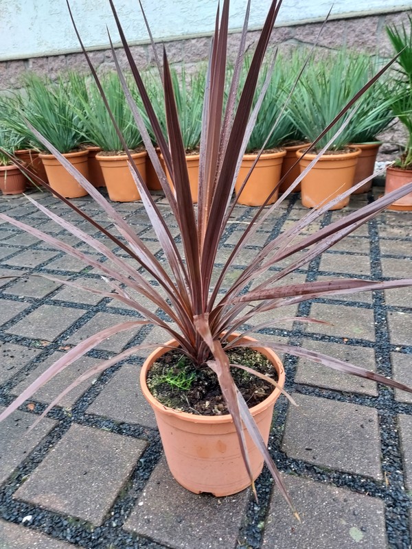 Cordyline australis "Red Star", rote Keulenlilie, 70 cm