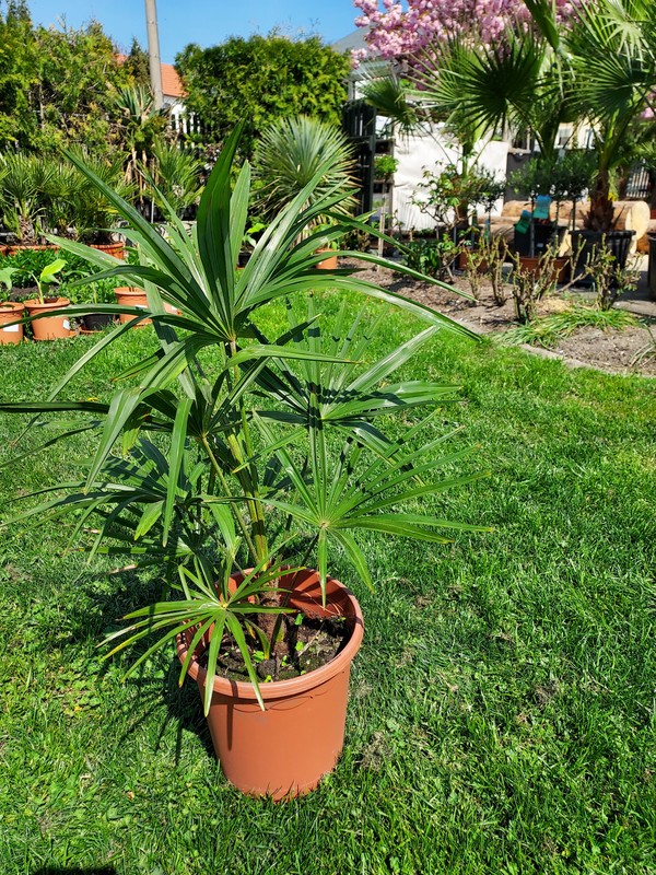Trachycarpus Fortunei, Hanfpalme, winterhart -17°C, 80-100 cm / Stamm 10 cm