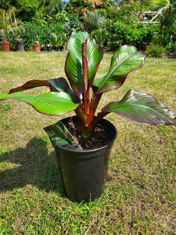 Ensete ventricosum Maurelii - Rote Abyssinische Banane, 45-50 cm
