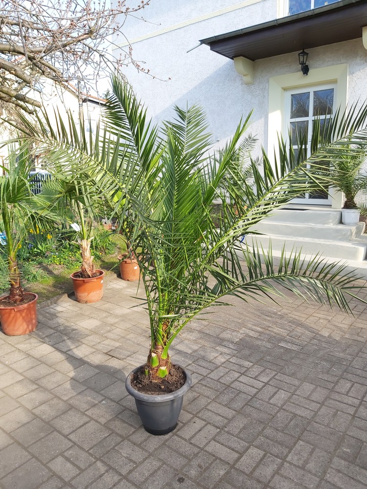 Kanarische Dattelpalme 170 cm Phönix Canariensis