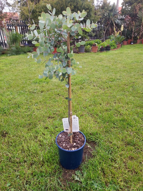 Eucalyptus gunnii, winterharter Eukalyptus bis -12°C, ca. 90 cm Stämmchen