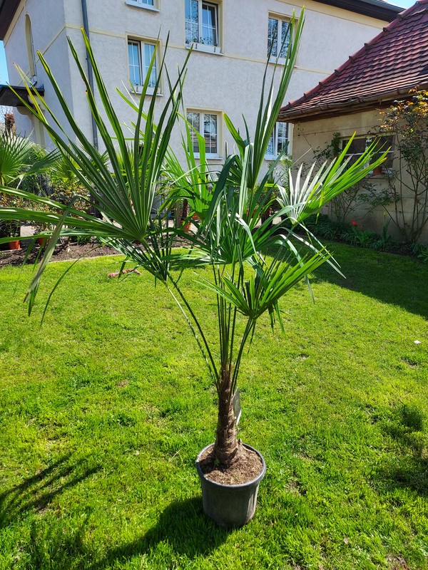 Trachycarpus Fortunei, Hanfpalme, winterhart -17°C, 180-210 cm / Stamm 40 cm