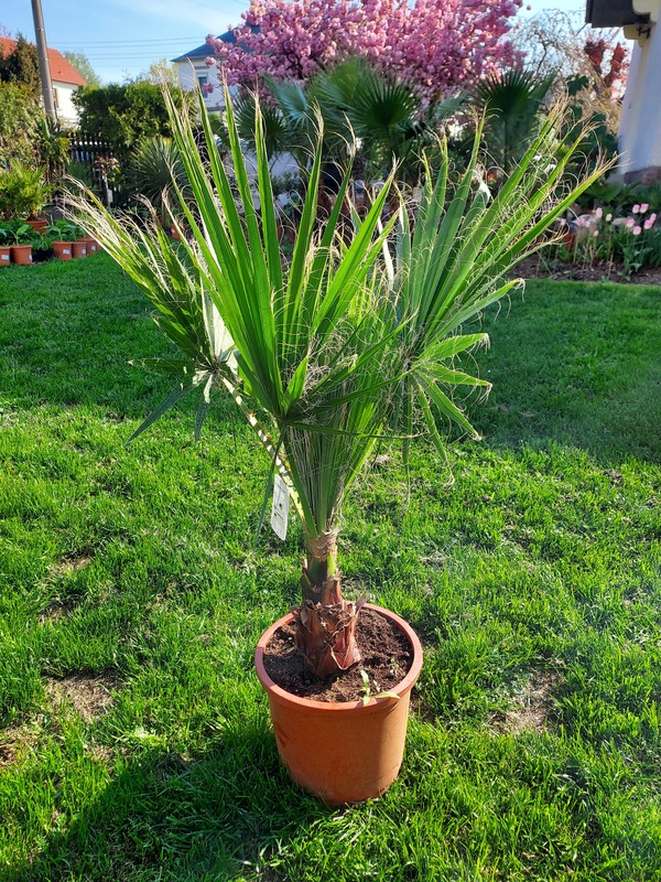 Washingtonia Robusta, Petticoatpalme, 130-140/25 cm Stamm